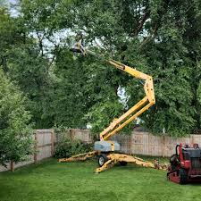 Best Tree Removal Services  in Palos Park, IL